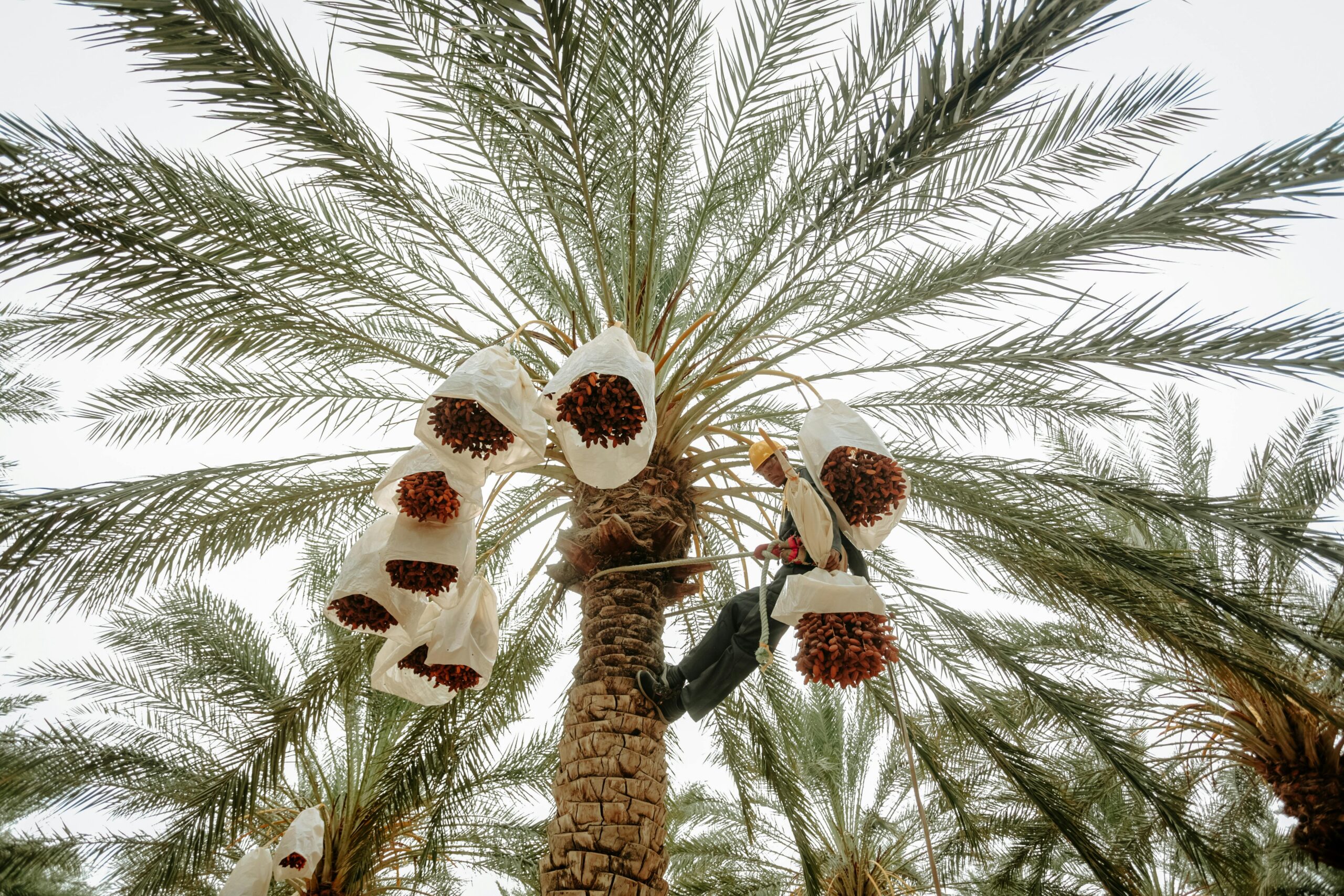 A man climbs a date palm tree in Biskra, Algeria to harvest ripe dates in a plantation.